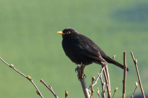   nature  wildlife  beak  black  robin  fauna 