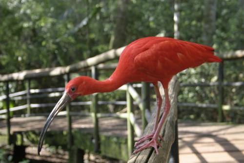   nature  wildlife  zoo  beak  pink  fauna 