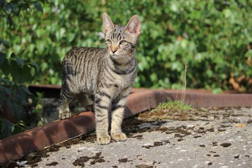  wildlife  kitten  fauna  vertebrate  bobcat 