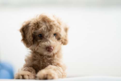 animal medium-coated tan puppy on white textile puppy