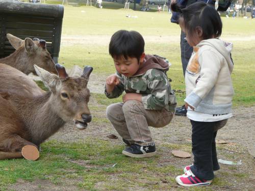   farm  wildlife  deer  zoo  mammal  garden 