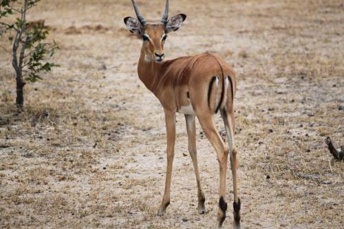  animal  wildlife  africa  mammal  fauna 