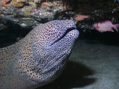   sea  water  nature  ocean  animal  diving 