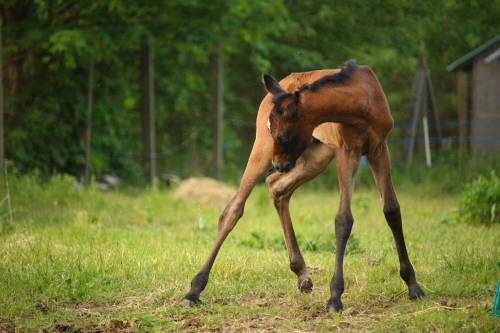   wildlife  pasture  grazing  horse  mammal 