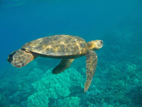   wildlife  underwater  green  sea turtle 
