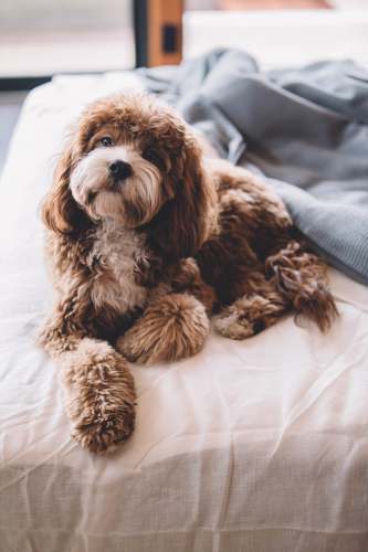 pet brown puppy on bed animal