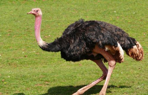   beak  fowl  fauna  ornithology  face  emu 