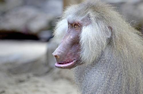   male  africa  mammal  thoughtful  close 