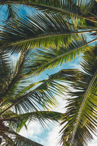 tree coconut tree leaves under blue sky during daytime tropical