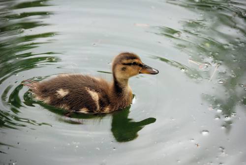   pond  wildlife  beak  baby  feather  fauna 