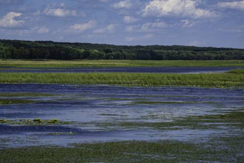 Lake, Swamp, and Wetlands landscape image - Free stock 
