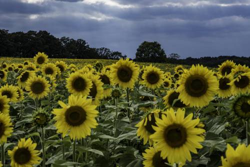 Large Sunflowers blooming at the Pope Conservancy Farm 