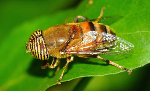 Macro Photo of Fly - Diptera image - Free stock photo 