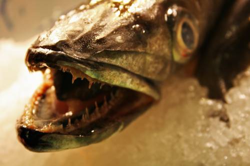   food  biology  reptile  amphibian  fauna 