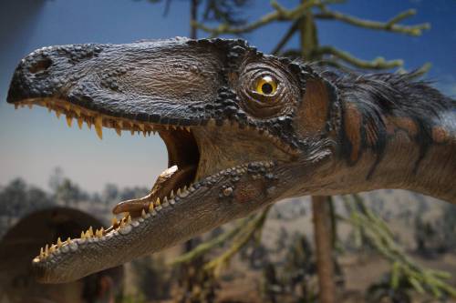   nature  wildlife  reptile  fauna  natural 