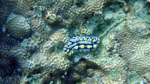   sea  animal  wildlife  underwater  tropical 