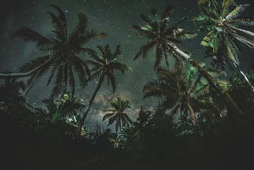 tree low angle photography of a coconut trees with stars as background seasoning