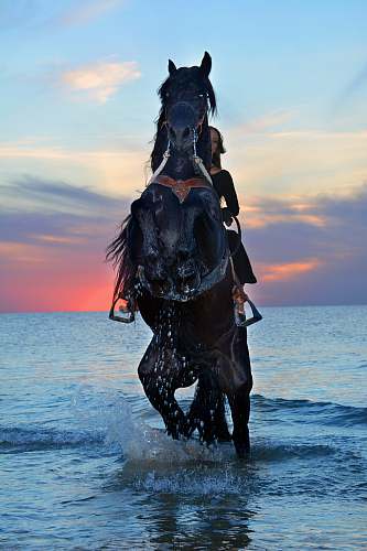 mammal brown horse on body of water during daytime equestrian