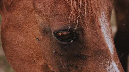 animal horse head mammal