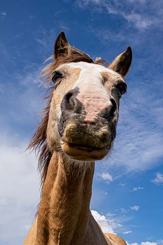 animal brown and white horse under blue sky horse