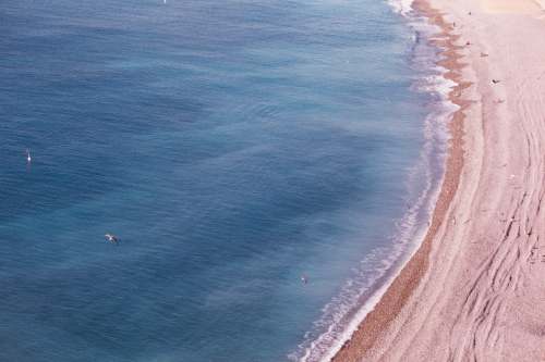 sea birds flying above beach coast