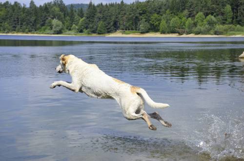   water  lake  wet  jump  splash  splashing 