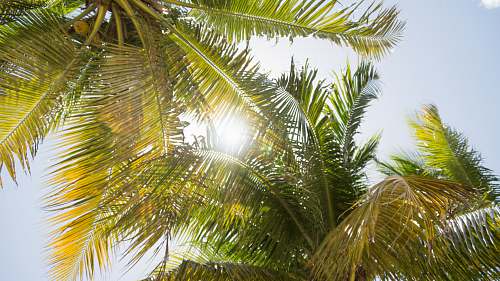 light green coconut tree during daytime flare