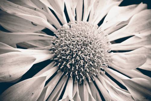   nature  blossom  black and white  petal 
