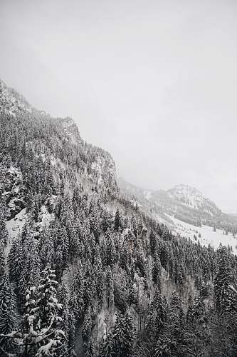 tree aerial grayscale photography of pine trees neuschwanstein castle