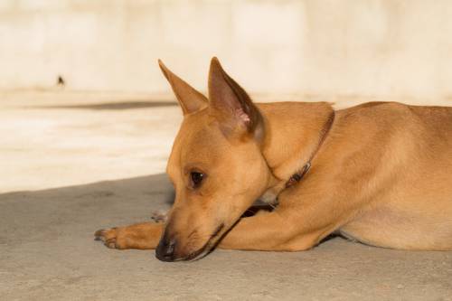   dog breed  dog like mammal  snout  street 