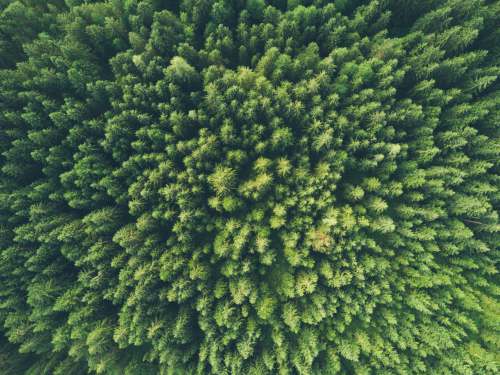 pattern bird eye view photography of a green trees austria