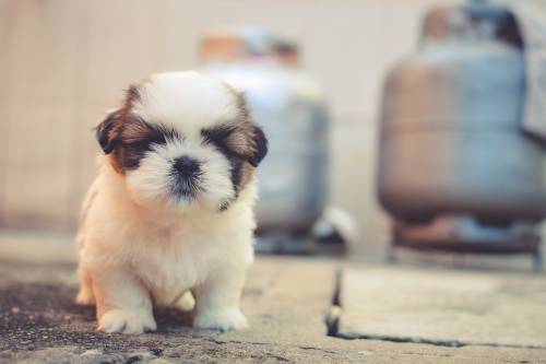   puppy  cute  pet  furry  vertebrate  dog 