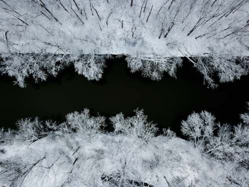 snow leafless tree during night time ice
