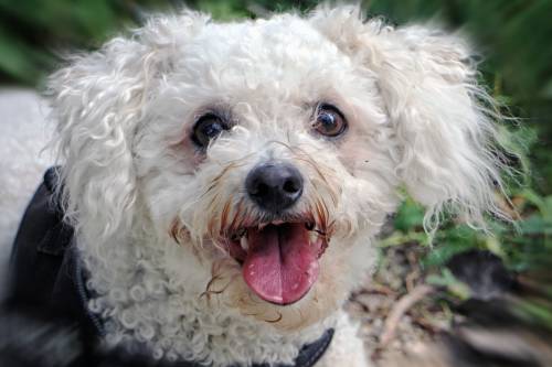   watch  outdoor  white  puppy  pet  fur 