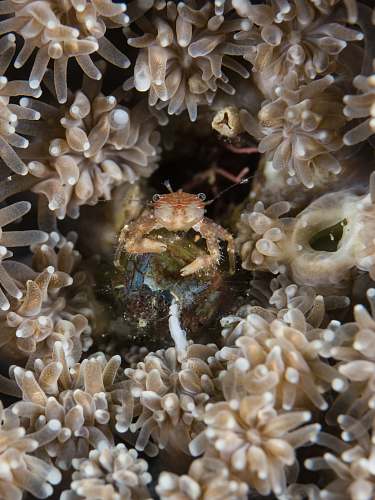 invertebrate orange crab surrounded by beige anemone water