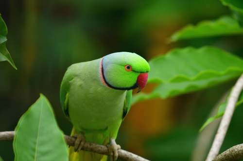 chembur green and white bird on brown tree branch maharashtra