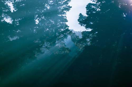 outdoors sun rays coming through green and tall trees nature