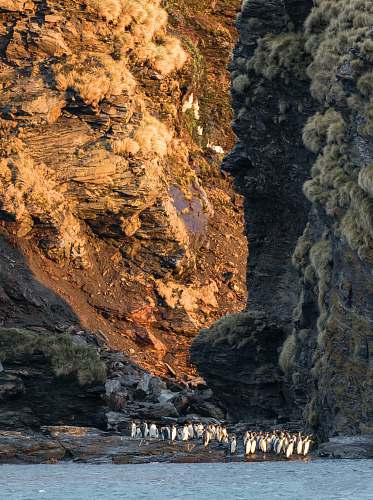 nature penguins gathering between rock formations cliff