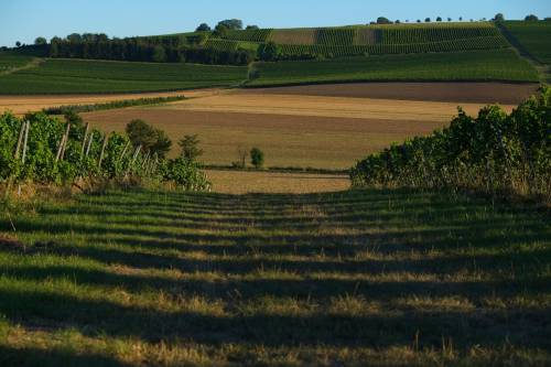   nature  marsh  light  sun  vine  vineyard 