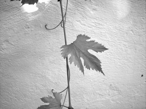   tree  branch  snow  winter  wing  black and 
