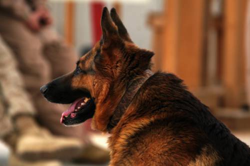   working  animal  canine  military  portrait 
