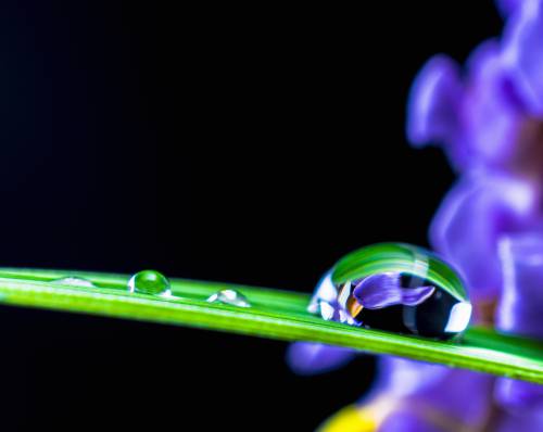   blossom  dew  light  flower  bloom  green 
