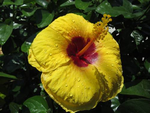   flower  petal  tropical  botany  yellow 