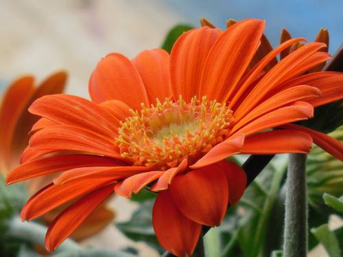   nature  blossom  flower  petal  bloom 