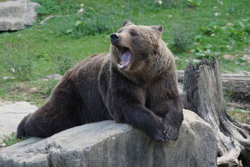   wildlife  zoo  mammal  fauna  brown bear 