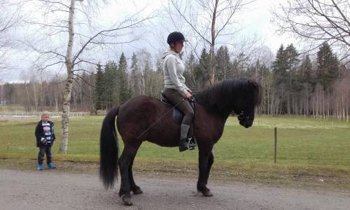   stallion  mare  equestrianism  dressage 