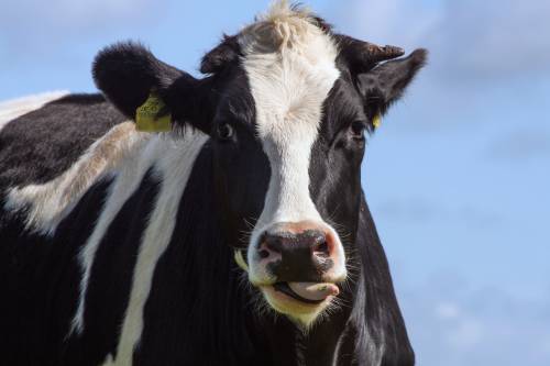   black and white  boy  animal  pasture 