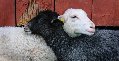   sheep  lamb  friends  vertebrate  sheeps 