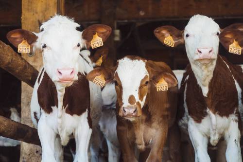   white  barn  animal  standing  food  herd 