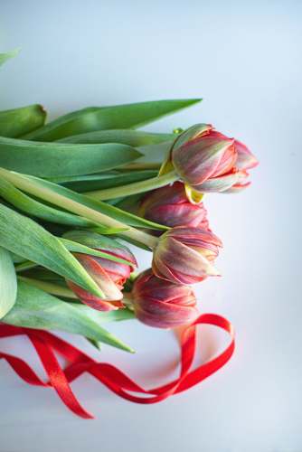 tulips pink and green tulips on white surface natural light